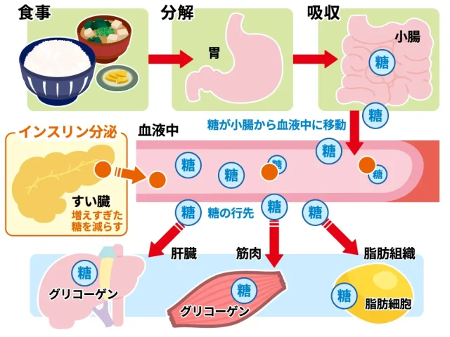 リベルサスのメカニズム