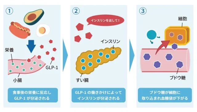 リベルサスの仕組み