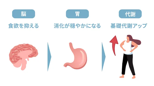 オゼンピックで体重が減少する仕組み
